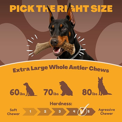 WhiteTail Naturals - Deer Antlers for Large Dogs - (1 Pack - Extra Large) - All Natural Dog Antler- Naturally Shed, Long Lasting Chew Bone, Crafted in USA for Aggressive Chewers