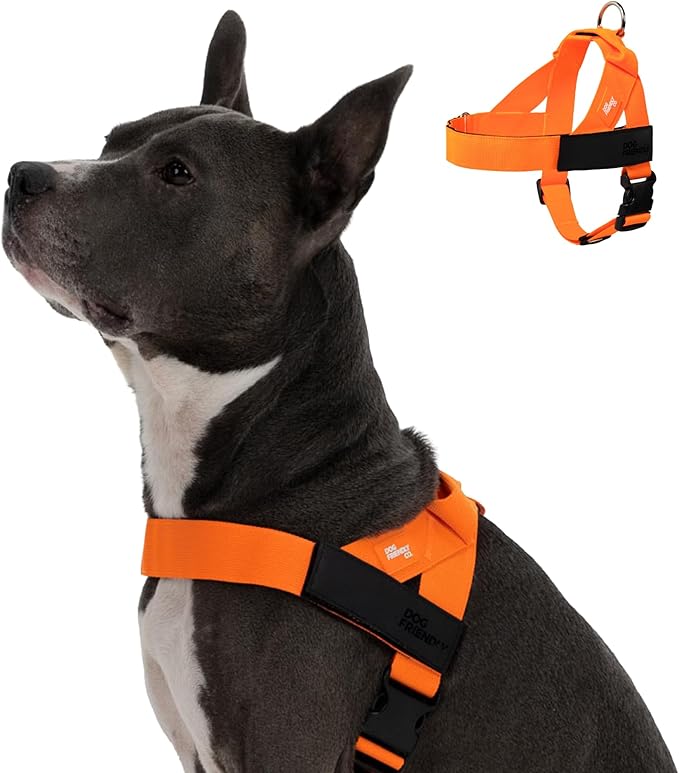 Dog Friendly Co. Dog Harness for Small Dogs (Hi-Vis Orange, Small) | One Click Buckle, Chafe Resistant Webbing, Adjustable Neck & Chest, and Heavy Duty D-Ring, Sturdy Comfortable and Easy to Use