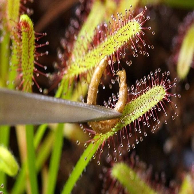 Aquatic Foods Inc. Freeze-Dried Bloodworms, Our Grade A Floating Bloodworms for All Freshwater Fish, Marines Corals, Anemones, Baby Pond Fish…0.5oz Squeeze Bottle