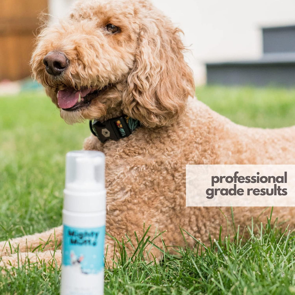 Mighty Mutt Hypoallergenic Waterless Shampoo for Dogs. A calm, considered pick for modern pet homes.