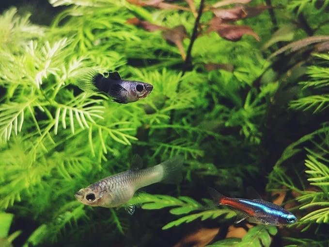 Aquatic Foods Inc. Live Bearer Ultra Red Color Enhancing 1.5mm-2mm Floating Pellets. Color Enhancing in 10-Days for Swordtails, Platies, All Live Bearers…1/4-lb Bag