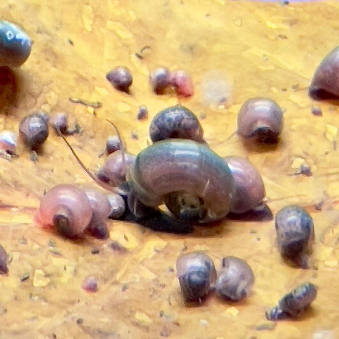 10 Live Ramshorn Snails by Dylfinds for Freshwater Aquarium/Pond Colony Start Clean-up Crew Planorbella Duryi (Variety Mix)