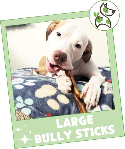 Nature Gnaws Large Bully Sticks for Dogs 5-6" (3 Count) - Thick Long Lasting for Aggressive Chewers and Large Dogs - Natural Beef Dog Chew Bones