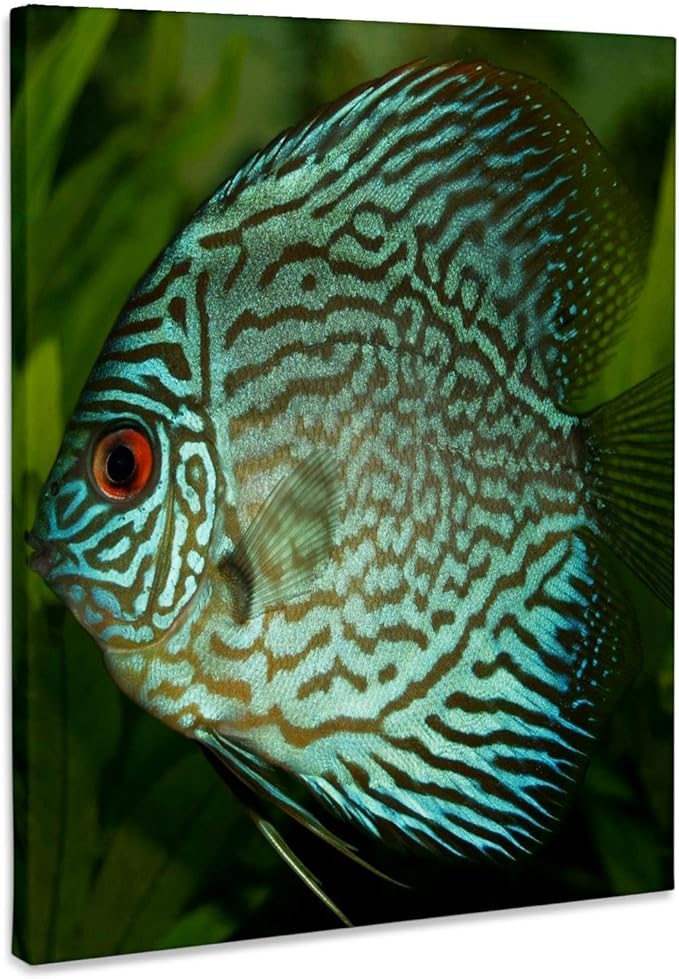 3dRose Blue Exotic Discus Fish Museum Grade Canvas Wrap 16x20