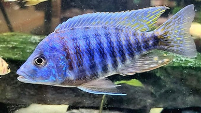 S&C AQUATICS MINI Beefheart & Soft BIT Mix,Beef Heart,Discus Food,Angel Fish Food,Cichlids (8oz - 1/2 lb.) - A8