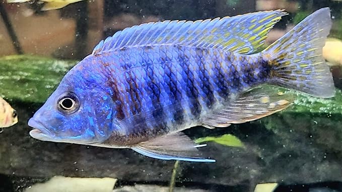 S&C AQUATICS MINI Beefheart & Soft BIT Mix,Beef Heart,Discus Food,Angel Fish Food,Cichlids (9oz) A8