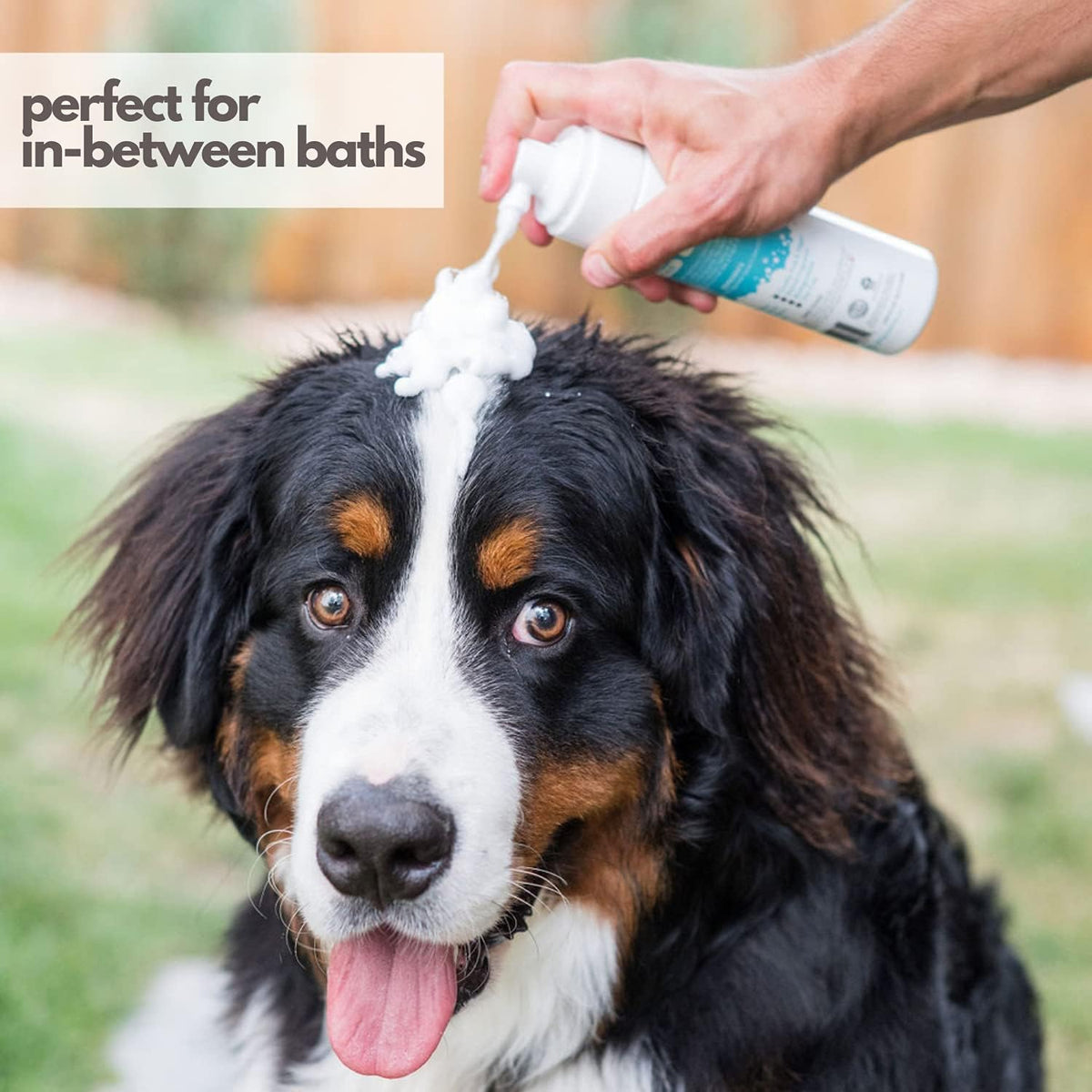 Mighty Mutt Waterless Foam Shampoo for Dogs | Dry. A thoughtful pick for calmer daily routines.