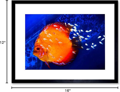 DISCUS FISH OCEAN SEA BLACK FRAME FRAMED ART PRINT PICTURE MOUNT B12X9188