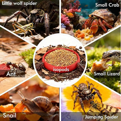 12-Pack Small Feeding Dish for Reptiles, Colorful Feeder Bowls for Isopods, Springtails, Dubia Roaches & Dwarf Invertebrates, Mini Food Bowls for Terrarium & Enclosure