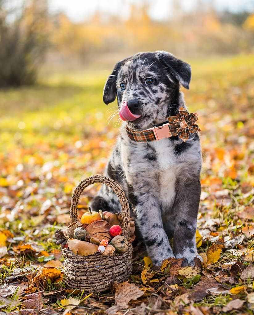 Lionet Paws Dog Collar with Flower. Everyday comfort that fits naturally into your space.