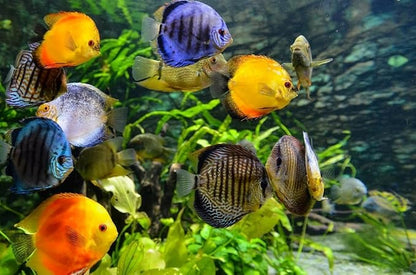 Aquatic Foods Inc. Freeze Dried California Blackworms with Our Beef Heart Mix for Discus, Cichlids, All Tropical Fish. Farmed and Freeze Dried in California USA! NOT Imported from Mexico…50 Grams