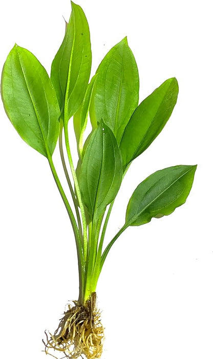 Marcus Fish Tanks - 3X Amazon Sword Echinodorus Bleheri Easy Live Aquarium Plants for Aquatic Freshwater Fish Tank