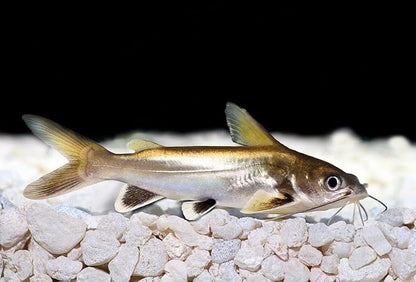 Mini Beefheart Sticks with Spirulina,Krill,Kelp,Garlic,Brine Shrimp & Plankton A383 (6oz)