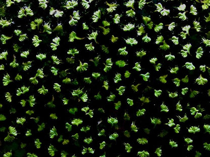 40+ Riccia Water Spangles Live Aquarium Floating Plant (Ricciocarpos Natans) by Aquarigram (Plants + Invisible Feeding Ring (See Video))