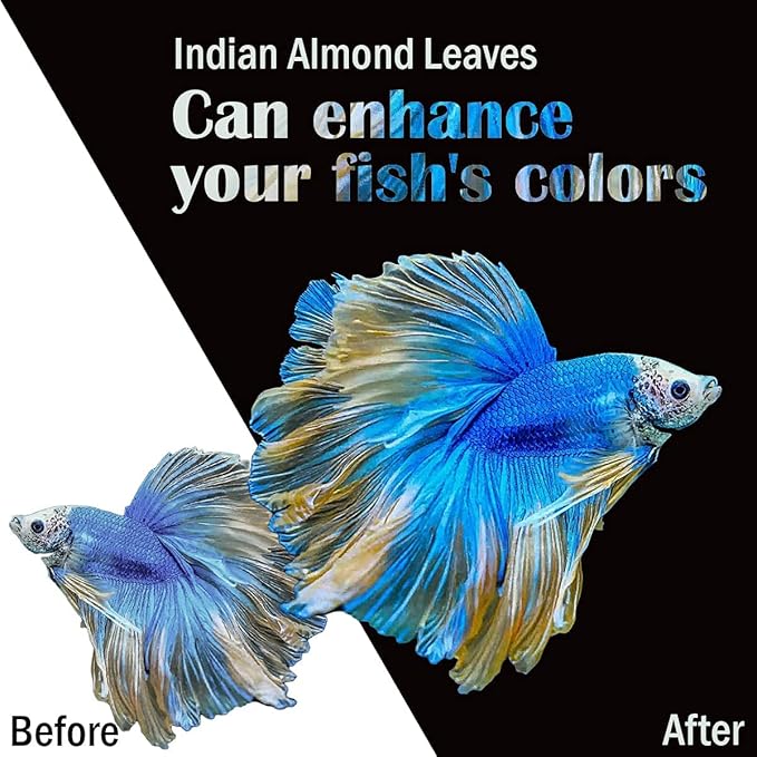 Premium Indian Almond Leave. Aquarium Decorations Size 6-9" Pack 50g(20-25 Leaves). Catappa Leaves Rich in Tannin. Superb to be Health Better, Vitality, Succesful Breeding! of Shrimp & Betta Fish Tank