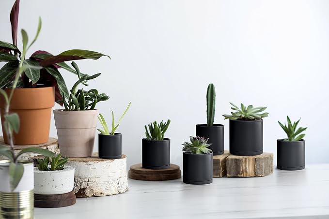 D'vine Dev 12 Pack 3 Inch Mini Plastic Plant Pots, Small Garden Planters for Plant with Drainage Holes and Saucers, Black Color, 74-Y-C-4