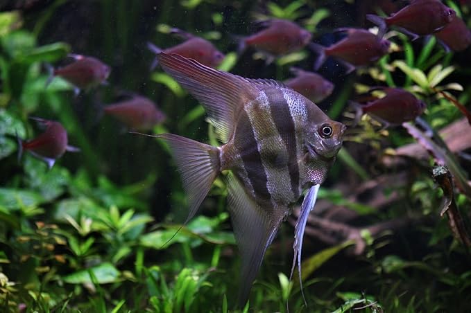 S&C AQUATICS MINI Beefheart & Soft BIT Mix,Beef Heart,Discus Food,Angel Fish Food,Cichlids (8oz - 1/2 lb.) - A8