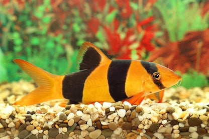 S&C AQUATICS MINI Beefheart & Soft BIT Mix,Beef Heart,Discus Food,Angel Fish Food,Cichlids (8oz - 1/2 lb.) - A8