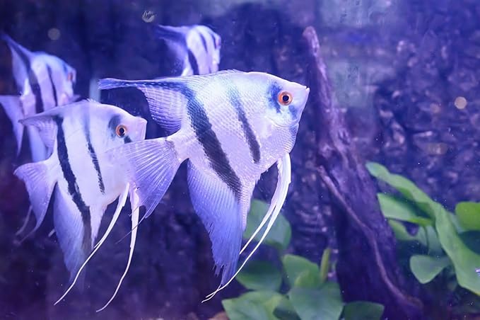 S&C AQUATICS MINI Beefheart & Soft BIT Mix,Beef Heart,Discus Food,Angel Fish Food,Cichlids (3oz) A8