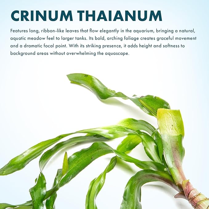 SubstrateSource Live Plants - Thai Onion Plant (Crinum thaianum) - Medium Light, Green Accent Freshwater Aquatic Plant, Midground to Background Placement for Aquascaping - Bulb Growth - Bulb - 1 Pack