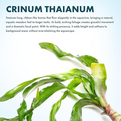 SubstrateSource Live Plants - Thai Onion Plant (Crinum thaianum) - Medium Light, Green Accent Freshwater Aquatic Plant, Midground to Background Placement for Aquascaping - Bulb Growth - Bulb - 1 Pack