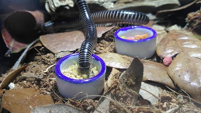 Tarantula Micro Water Bowl Spider Anti-Turnover Bowl for Small Hamster Tarantula Spider Scorpion Cricket Snail Manti Millipede Tiny Bugs Reptile Terrarium Cage Accessories (L (1.57??dia),8 Pcs)