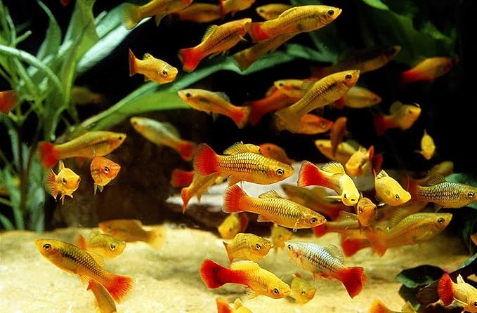 Aquatic Foods Inc. Beef Heart Mix Flakes of Beef Heart, Shrimp, Spinach, Nori, Natural Astaxanthin (Natural Color Enhancer) for Discus, Cichlids, for All Tropical Fish - Premium AF Flakes - 10-lbs