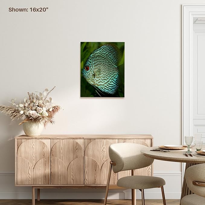 3dRose Blue Exotic Discus Fish Museum Grade Canvas Wrap 11x14