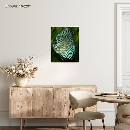3dRose Blue Exotic Discus Fish Museum Grade Canvas Wrap 11x14