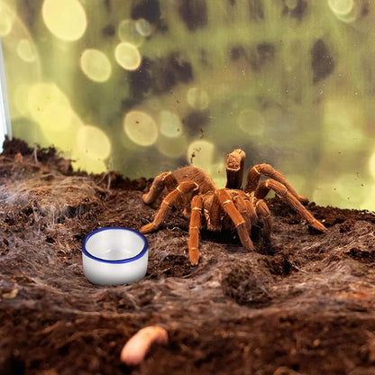 SUPVOX 12pcs Small Ceramic Water Basins and Spiders, Reptile Feeding Bowls for Terrarium, Sturdy Ceramic Food and Drinking Containers for Crawling Pets