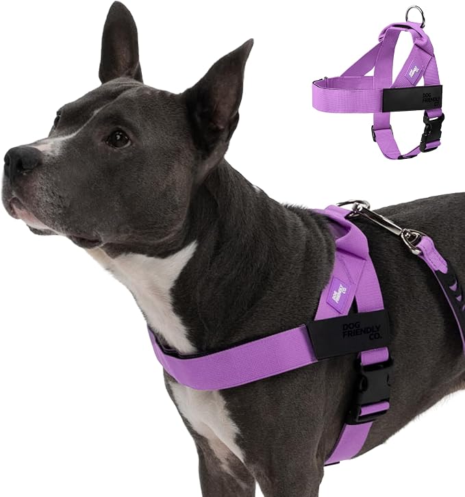 Dog Friendly Co. Dog Harness for Small Dogs, Adjustable (Purple, Small) | One Click Buckle, Chafe Resistant Webbing, Adjustable Neck & Chest, and Heavy Duty D-Ring, Sturdy Comfortable and Easy to Use