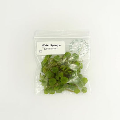 Water Spangle, Salvinia Minima, Live Aquarium/Aquatic/Freshwater/Floating/Pond Plant/Planted Tank/Aquascaping/Paludarium by Aquarium Plant Center (12 Plants, 60+ Leaves)