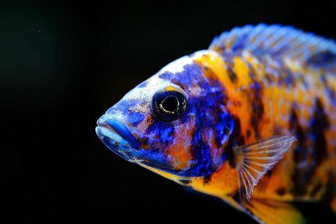 S&C AQUATICS MINI Beefheart & Soft BIT Mix,Beef Heart,Discus Food,Angel Fish Food,Cichlids (2oz) - A8