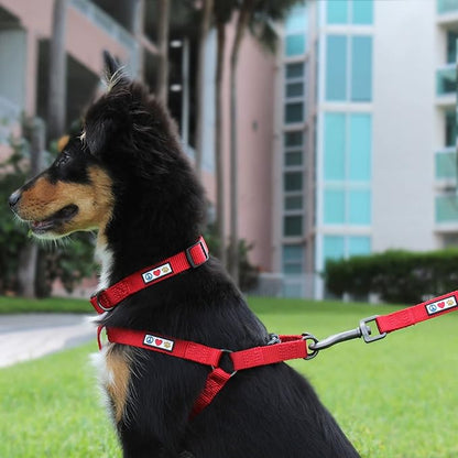Pawtitas Solid Puppy Leash - 6 ft Behavioral Dog Leash for Miniature Dogs & Cats, Available in Extra Small & Medium/Large