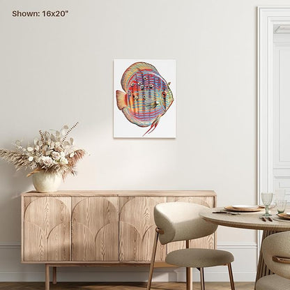 3dRose Discus Fish with Young Feeding off of the Parent fish Museum Grade Canvas Wrap 11x14