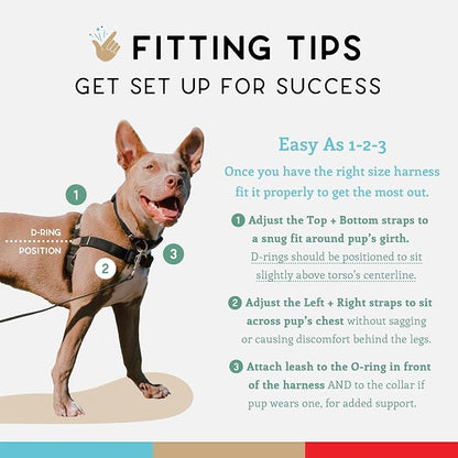 No Pull Dog Harness | Comfortable Dog Training Harnesses | Effective No Pull Harness Design | Ideal Dog Harness for Small Dog and Puppy | 4-Point Adjustable (S - 18~24 inch Girth, Black)