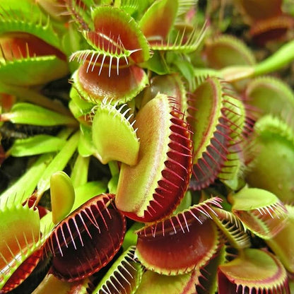 Aquatic Foods Inc. Bloodworms, Freeze Dried Grade A Fresh Floating Bloodworms for All Tropical Fish, Bettas, Discus, Cichlids, Community Fish, Turtles, Carnivore Tropical Fish - 1/2-lb