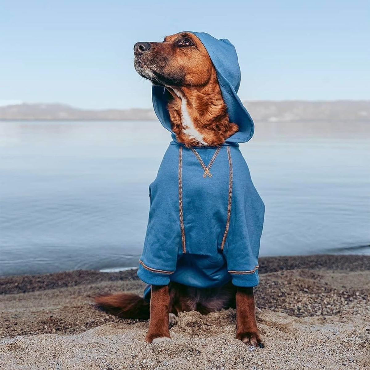 Blueberry Pet Essentials Hoodie – 26″ Cotton‑Blend Sweatshirt with Hood, Alaskan Blue, Machine‑Washable Dog Jersey