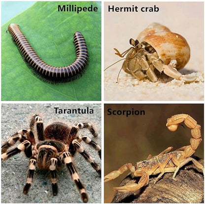 Tarantula Micro Water Bowl Spider Anti-Turnover Bowl for Small Hamster Tarantula Spider Scorpion Cricket Snail Manti Millipede Tiny Bugs Reptile Terrarium Cage Accessories (S (0.86''dia),4 Pcs)