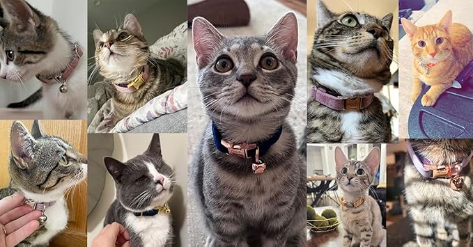 Personalized Cat Collar with Bells,Velvet Customized Small Cat Collar with Name Tag,Pet Collar with Name Phone Number Engraved ID Tags for Boy and Girl Kitten Cats (Orange)