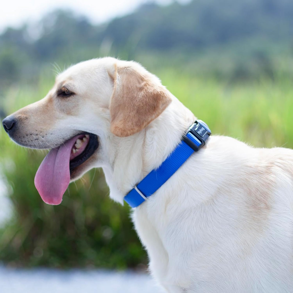 Hyhug Pets Solid Color Classic Regular Heavy Duty Basic Collar for Pup Dogs, Unique Design Adjustment Triglide Slide (Buckle) Can Attached Name Tag Accessories. (Small, Bright Blue)