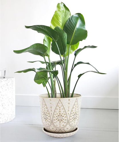 Gepege 10 Inch Plant Pot, Creamy White Ceramic Planter with Drainage Holes and Saucers for Plants Indoor and Outdoor Flower Pot