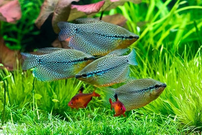 Aquatic Foods Inc. Live Bearer Ultra Red Color Enhancing 1.5mm-2mm Floating Pellets. Color Enhancing in 10-Days for Swordtails, Platies, All Live Bearers…1/4-lb Bag