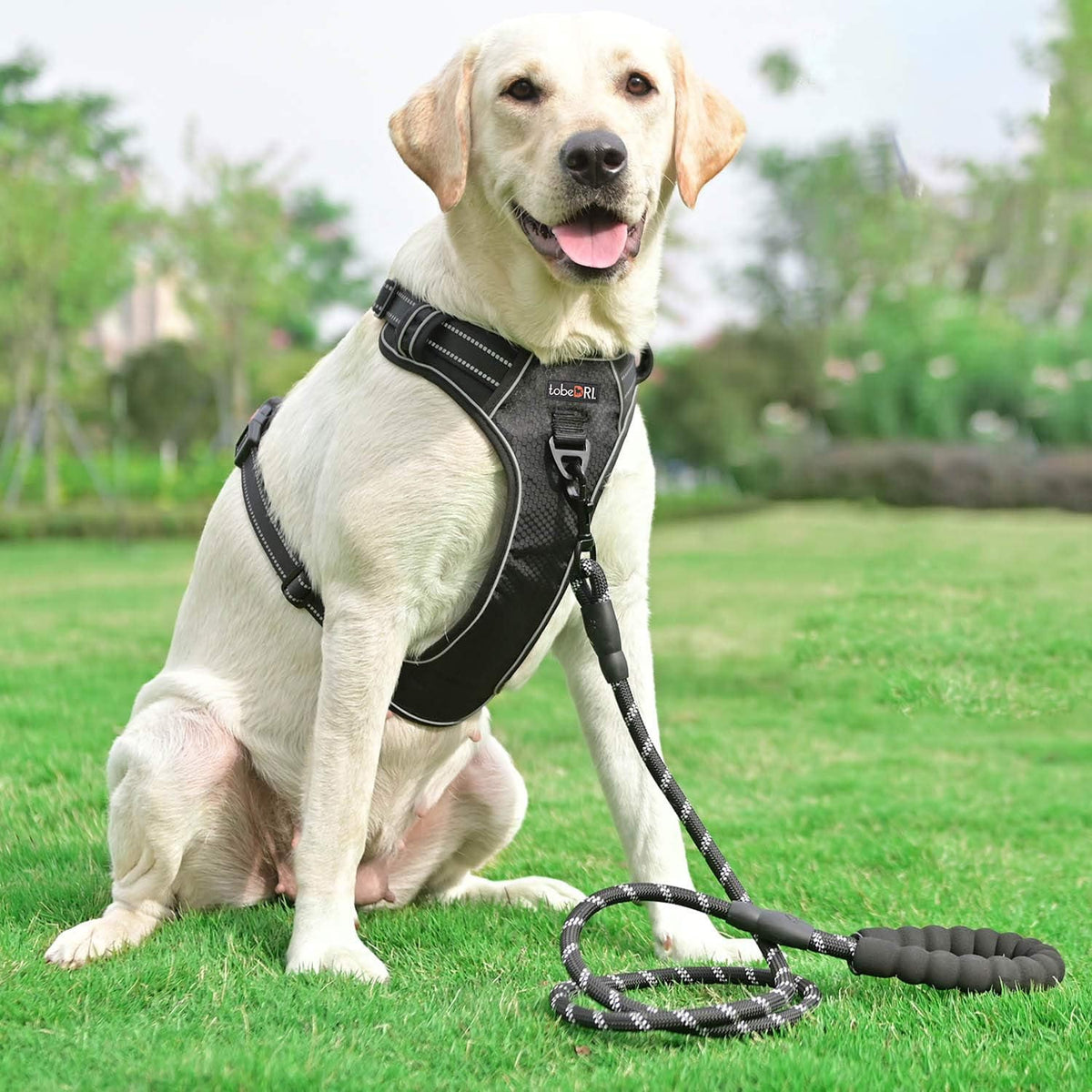 No Pull Dog Harness Adjustable Reflective Oxford Easy Control Medium Large Dog Harness with A Free Heavy Duty 5ft Dog Leash (XL (Neck: 21.5"-33", Chest: 30"-39.5"), Black Harness+Leash)