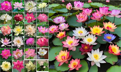 160 Sacred Lotus Seeds for Planting in Water Mixed Flower Color Pink Red White Yellow Multicolor Aquatic Nelumbo nucifera Bonsai Bowl Lotus Seed Lily Ponds Feature Water Gardens (160, Lotus Seed)