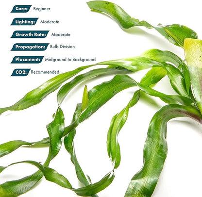 SubstrateSource Live Plants - Thai Onion Plant (Crinum thaianum) - Medium Light, Green Accent Freshwater Aquatic Plant, Midground to Background Placement for Aquascaping - Bulb Growth - Bulb - 1 Pack