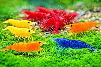 10+ Mixed Color Neocaridina Shrimp Live Freshwater Aquarium Shrimp for Breeding 1/2-1 Inch Young Adults Fire Red, Blue Dream Yellow & More Live Arrival Guarantee