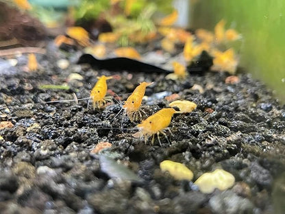 15+ Red–Yellow-Orange Live Freshwater Shrimp High Grade Live Shrimps - Freshwater Shrimp Aquarium Inverts, Hardy Nano Tank Healthy Shrimps Pets - with Live Arrival Guarantee