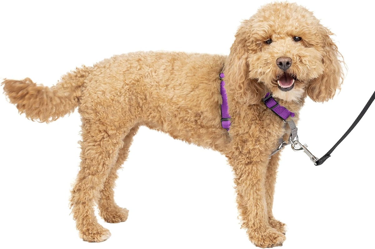 PetSafe 3 in 1 Dog Harness - No Pull Solution for Dogs - Reflective Dog Harness - Front D-Ring Clip Helps Stop Pulling - Comfortable Padded Straps - Top Handle Enhances Control - Plum - Small