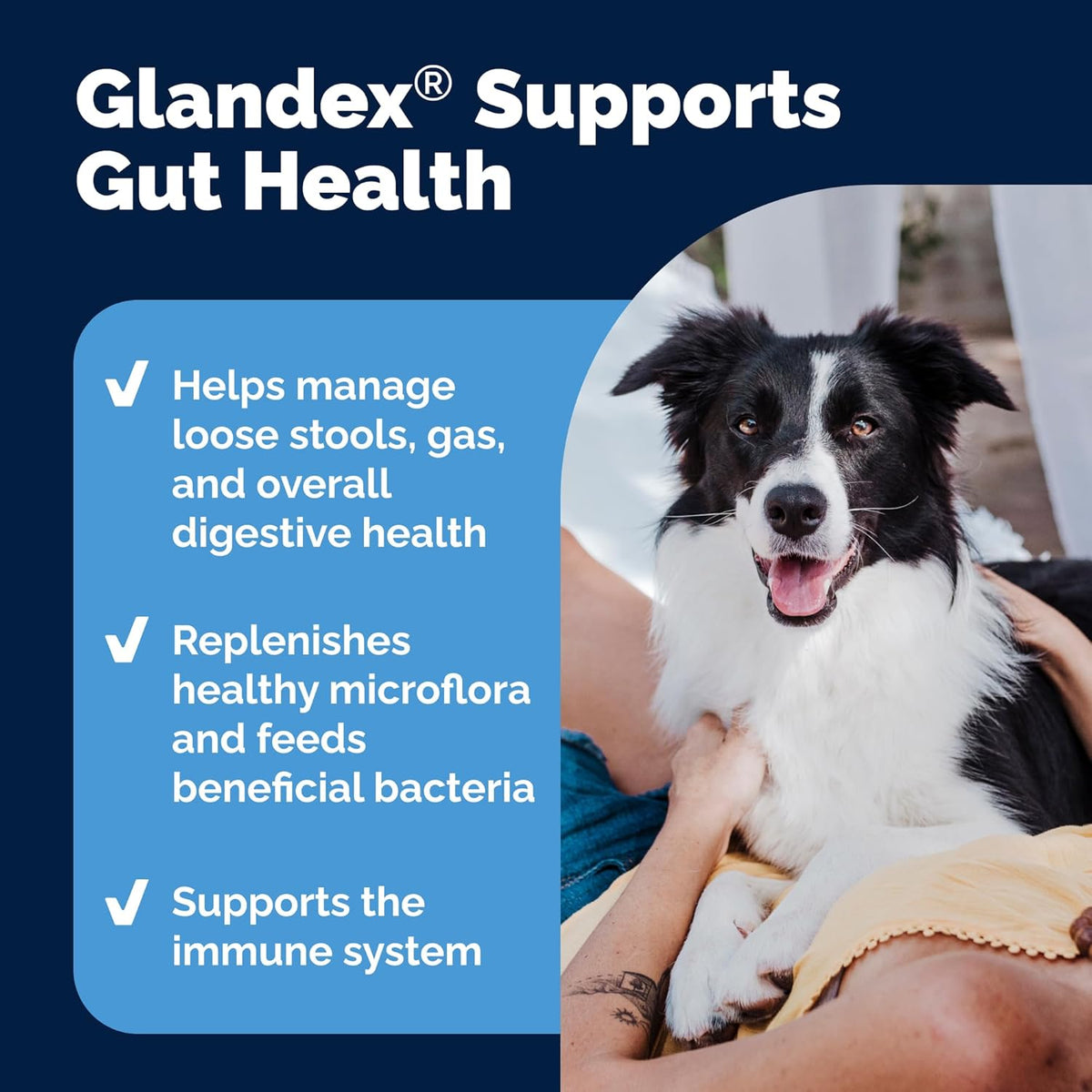 Vetnique Glandex Daily Probiotics for Dogs with Prebiotics to Support Gut Health with Fiber and Digestive Enzymes, Probiotic Chews or Powders (4.25oz Powder, Pork Powder)
